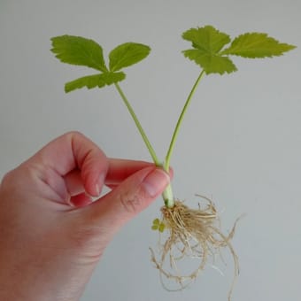 植え付け☆リシマキア／三つ葉