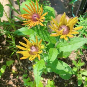 買った花苗の植え付け＆エキベキアが咲き出した