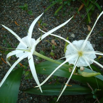白い花その１