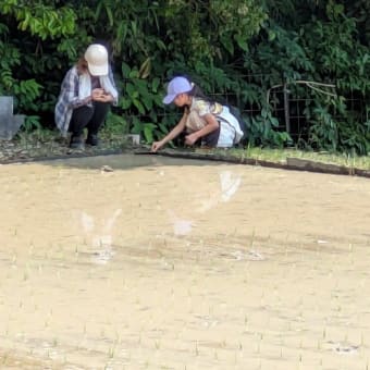 賑やかな田植え