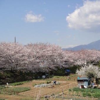 お花見　のち　風邪