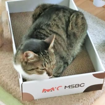 箱入り猫