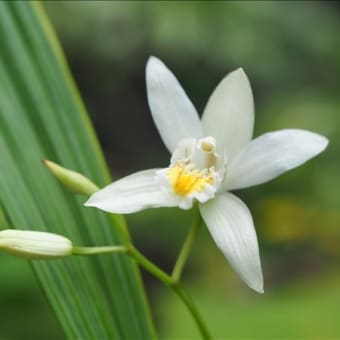 チャボシランや黄花小白笈なども終盤です。