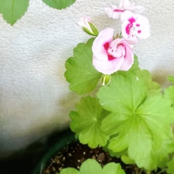 ５月末の庭仕事🌱 一番花、花殻つみ