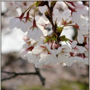 SAKURA