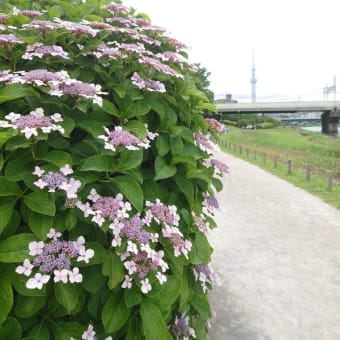 紫陽花、旧中川沿いの