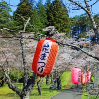 福泉寺の桜　2025　壱