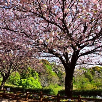 八重桜咲く青葉の森公園