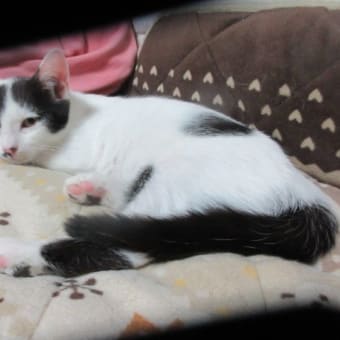 猫と9月のおわりに