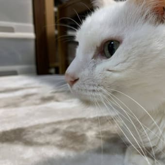 約3ヶ月ぶりにツイートしたニャう。（ツイート写真4枚＋おまけ6枚） #白猫 #猫 #CatsOfTwitter #cat