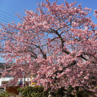 同窓会と川津桜