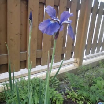 花の続き