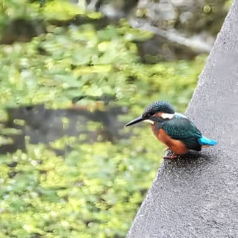 探鳥日記　最新カワセミ幼鳥編　kasuga