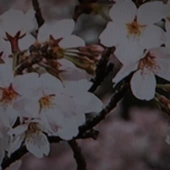 桜は満開　　3月28日