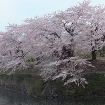 桜の五稜郭