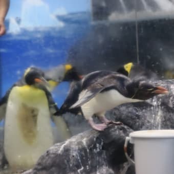 ペンギンお食事風景