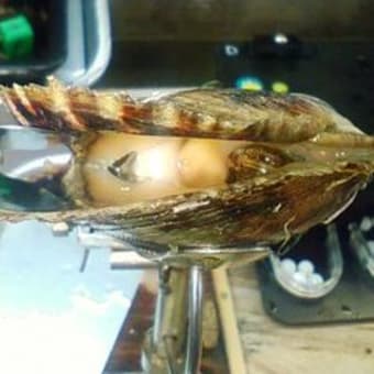 秋の核入れ 佐藤真珠 養殖日記