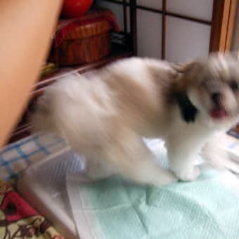 わんこ