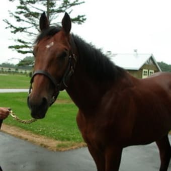 一口馬主、出資歴パートⅤ 「ベストポディウム」