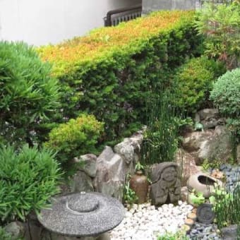 「伽羅（きゃら）の生垣」枯れが目立つ