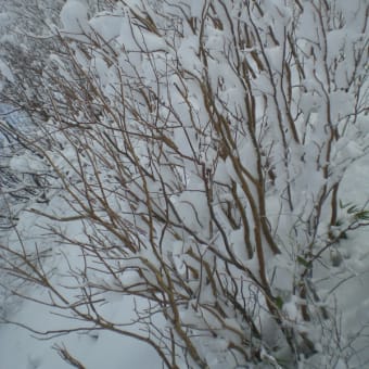 雪景（part2）＠白馬連峰