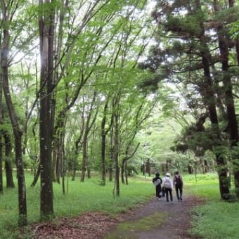 万緑の森を歩く