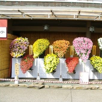 湯島神社　菊まつり
