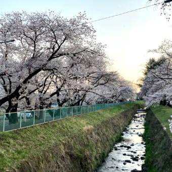 長野は桜綺麗です♪
