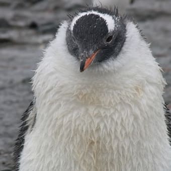 南極ツアー4日目・・上陸！ついにペンギンとご対面