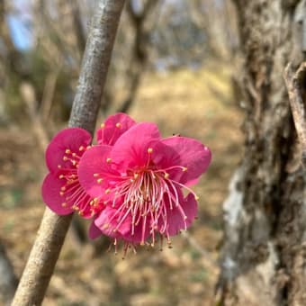 花フェスタ