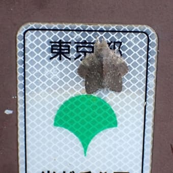 423  スズメのブローチ