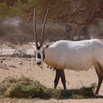 清水謙行が世界を旅するブログー絶滅危惧種