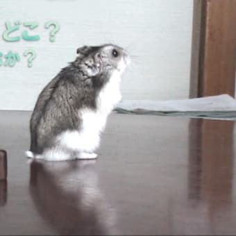 「戻るか、引き上げるか」って？