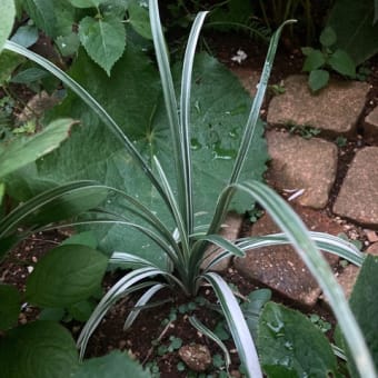 玄関の寄せ植えや庭のペラルゴニュームやルドベキアが元気です♪