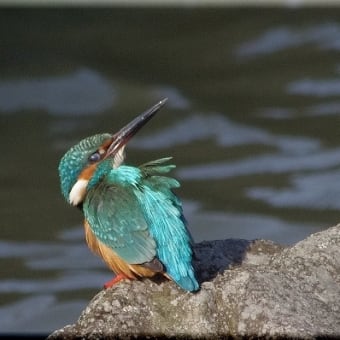 かわせみ　翡翠　知多半島東浦町の鳥　２月 ２７日のカワセミ