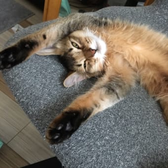 うちのこカレンダー