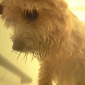 風呂好きの犬