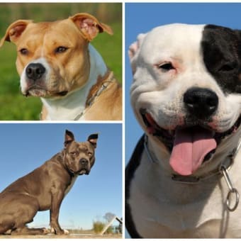 あれってそれって何と云う犬種なの？　～　最近見かける大きなグレーのブル