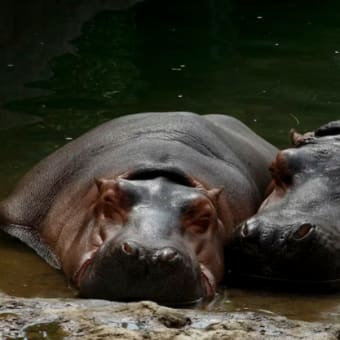 清水謙行が世界を旅するブログー絶滅危惧種