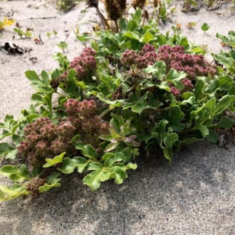 時間つぶしに浜を歩いて植物を観察。