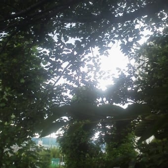 久しぶりに雨の音