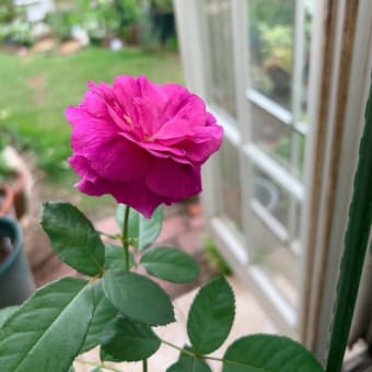 家周りの草抜きでヘロヘロ＆アノダキャンディカップ