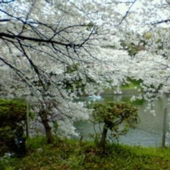 春の陽気に誘われて、千鳥が淵に桜を愛でに行って来た。