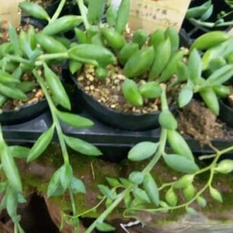 ジョーイセルリア カルメン - 植物 主に観葉植物 日記