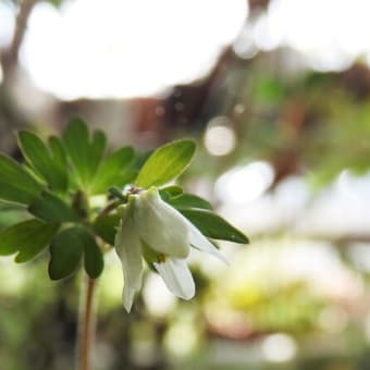 ヒメウズ　　　　　　花も実も葉もうつくしい　　　　　　千葉県市川浦安アスファルト脇植物園・自宅