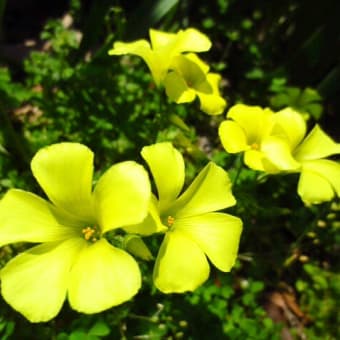 オキザリスの花