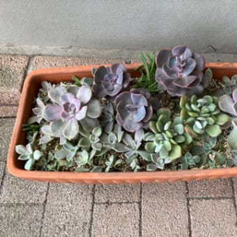 夏がジリジリやってくる
