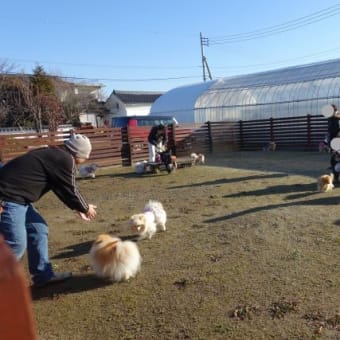 ２０２０、いちご狩り、１６人と１７ポメで♪