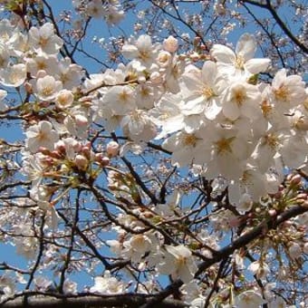 赤塚公園の桜も見頃です。