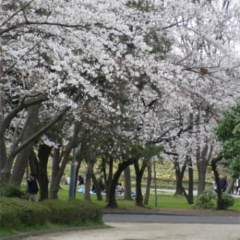 SaKuRa 2013